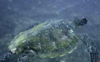 Faas, green turtle, adopted for Faas by J. Van Gelder Green turtle, Mwanyasa Reef, Diani, Kenya. Image.