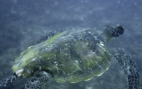 Faas, green turtle, adopted for Faas by J. Van Gelder Green turtle, Mwanyasa Reef, Diani, Kenya. Image.