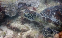 Squirtle, green turtle, adopted by the Wolson Family Green turtle, Kongo, Diani Beach, Kenya