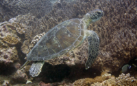 Sirena, green turtle, adopted for Sirena by Aysha Lilani Green turtle, Galu Reef, Diani Beach, Kenya. Image.
