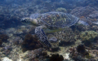 Ara Love, green turtle, adopted for Ara by Natasha Green turtle on Milele reef, Diani, Kenya. Image.
