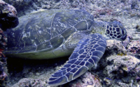 Enrico, green turtle adopted by Yoga Tage Claudia Shankari Zimmermann & Danja Lutz Green turtle, sleeping on the reef, Tiwi Wall, Diani Beach, Kenya. Image.