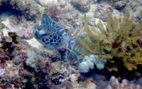 Mwanyaza, green turtle, adopted by Joshua Green turtle resting on corals, Mwanyaza reef, Diani, Kenya. Image.