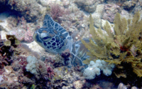 Squirt, green turtle, adopted Green turtle sleeping on the reef, Mwanyaza, Diani Beach, Kenya. Image.