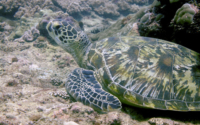Anzbelele, green turtle, adopted for Anssi and Essi. Adopted green turtle, Kenya. Image.