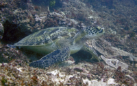 Matteo Randal, green turtle, adopted for Simon by Gaetan Rochel Green turtle, Kongo, Diani Beach, Kenya. Image.