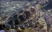 Rey, green turtle, adopted for Jingyi Green turtle, Miele reef, Diani, Kenya. Image.