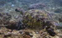 Ferox, adopted by Fergus Green sea turtle, Mwanamochi, Kenya. Image.