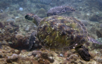 Ferox, adopted by Fergus Green sea turtle, Mwanamochi, Kenya. Image.