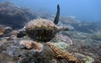 Kira, green turtle, adopted for Kira by Elizabeth Image of a green sea turtle swimming over a reef, Mwanyasa, Kenya