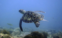 Emely, green turtle, adopted for Emely Green turtle, Milele, Kenya. Image.
