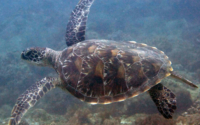 Jesper, green turtle, adopted for Jesper by Rutger Verhage Green turtle, Milele Reef, Diani Beach, Kenya. Image.