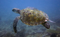 Silver, green turtle, adopted for Hazel & Tim. Green turtle swimming in the blue, Milele, Kenya. Image.