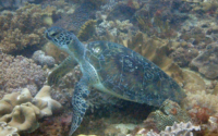 Atlantis Kenny, green turtle, adopted by Andrew. Freen turtle, Milele, Diani, Kenya. Image.