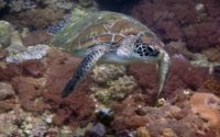 Yurtle Hashmi, green turtle, adopted for Sania & Umair by Fahreen H Ahmed Green turtle, Galu reef, Diani, Kenya. Image.