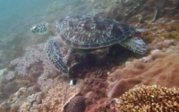 NôNô, green turtle, adopted by Maria Sousa Sardinha Green turtle, Milele Reef, Diani Beach, Kenya. Image