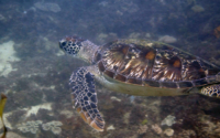Tamwarr, green turtle, adopted by Ellie Beavis. Green turtle, Kongo Reef, Diani, Kenya. Image.