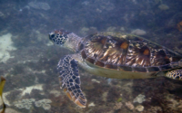 Tamwarr, green turtle, adopted by Ellie Beavis. Green turtle, Kongo Reef, Diani, Kenya. Image.