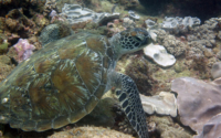 Francesca, green turtle, adopted for Francesca Green turtle, Kisima-Mungu reef, Diani, Kenya. Image.