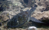 Ruby Rae, adopted for Ruby Rae. Green turtle, Milele Reef, Diani, Kenya. Image.