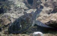 Ruby Rae, adopted for Ruby Rae. Green turtle, Milele Reef, Diani, Kenya. Image.