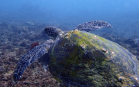 Lucy Subrahmanyam,<br /> green turtle, adopted by Subrahmanyam M Pasumarty. Green turtle, Kisima Mungu Reef, Diani, Kenya. Image.