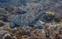 Zuri Johari, green turtle, adopted for Purvi Green turtle, Milele, Kenya. Image