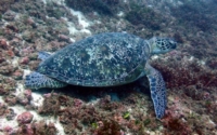Narendra Modi, green turtle, adopted for Narendra Modi by Subrahmanyam Pasumarty Green turtle resting on a reef, Milele, Diani Beach, Kenya. Image.