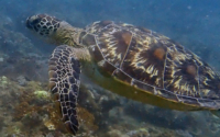 Wilson, green turtle, adopted for Lesley by Rebecca Johnson Green turtle, Mwanamochi reef, Diani, Kenya. Image.