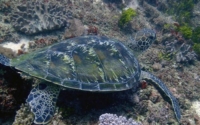 Mwanawimbi, green turtle, adopted for Michael by Ian Peter Enticott Green turtle on a reef, Kongo, Kenya. Image.