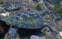 Mwanawimbi, green turtle, adopted for Michael by Ian Peter Enticott Green turtle on a reef, Kongo, Kenya. Image.