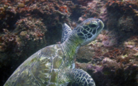 Sacha, green turtle, adopted by Yoga Tage Claudia Shankari Zimmermann & Danja Lutz Green turtle, on reef, Milele, Diani Beach, Kenya. Image.