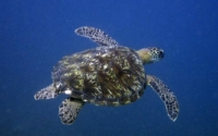 Waves, green turtle, adopted Green turtle, Milele, Kenya. Adopt a turtle in Kenya. Image.