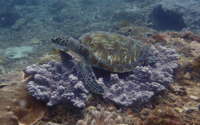 Maxwell Mog, green turtle, adopted by Matt Green turtle on coral reef, Milele, Diani Beach, Kenya. Image.