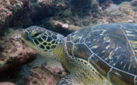 Nitro, green turtle, adopted for Heather by Brian Farrar Green turtle, Milele, Diani Beach, Kenya. Image.