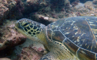 Nitro, green turtle, adopted for Heather by Brian Farrar Green turtle, Milele, Diani Beach, Kenya. Image.
