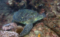 Kurt, green turtle, adopted for Ulrich by Yvonne Schumacher Green turtle resting on the reef, Milele, Diani Beach, Kenya. Image.