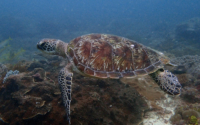 Kevin, green turtle, adopted for Nick by Ella. Green turtle swimmimg, Mwanyasa Reef, Diani, Kenya. Image.