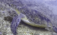 Fekruna, green turtle, adopted by Mark Croft Green turtle on reef slope, Jadini, Kenya. Image.