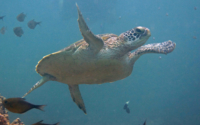 Toby, green turtle, adopted for Toby Green turtle, Galu, Diani Beach, Kenya. Image.
