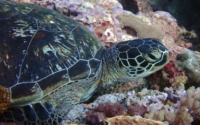 Hope Parker, green turtle, adopted Green turtle, Galu, Diani Beach, Kenya. Image.