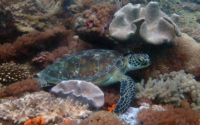 Kevin, green turtle, adopted by Adam green turtle resting on colourful reef, Galu, Diani Beach, Kenya. Image.