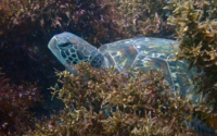 Talf, green turtle, adopted Green turtle, Milele, Diani, Kenya. Image.