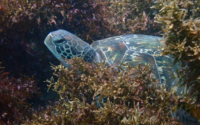 Talf, green turtle, adopted Green turtle, Milele, Diani, Kenya. Image.
