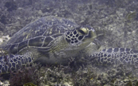 Dude, green turtle, adopted by Yoga Tage Claudia Shankari Zimmermann & Danja Lutz Green turtle, resting on reef, Jadini, Diani Beach, Kenya. Image.