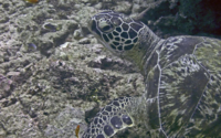 Gaia, green turtle, adopted by Yoga Tage Claudia Shankari Zimmermann & Danja Lutz Green turtle, resting on reef, Kisima Mungu, Diani, Kenya. Image.