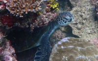 Hope, green turtle, adopted for Mohamed by Denisa Green turtle, Papa Mashilingi, Diani, Kenya. Image.