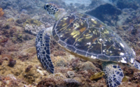 Aristurtle, green turtle, adopted for Paras Green turtle swimming over reef, Galu, Diani Beach, Kenya. Image.