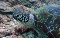 Adam Dean, green turtle, adopted for $TRTL Green turtle resting on reef, Galu, Kenya. Image.