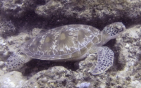Lolita, green turtle, adopted by Yoga Tage Claudia Shankari Zimmermann & Danja Lutz Green turtle, resting in the reef, Kongo, Diani Beach, Kenya. Image.